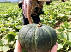 最新的瓜爆料的网红,揭秘瓜王背后的惊人真相！